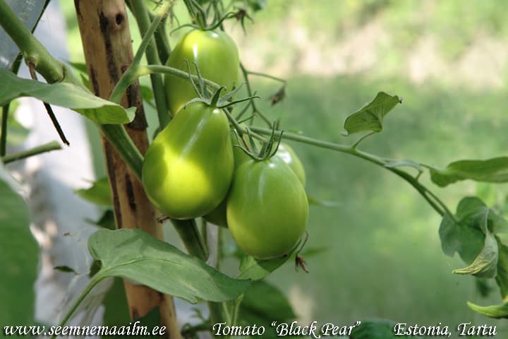 Tomato Black Pear Tomat Must Pirn